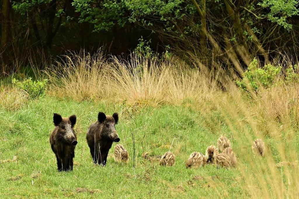 فيلا Reewold Veluwe بوتِنْ المظهر الخارجي الصورة