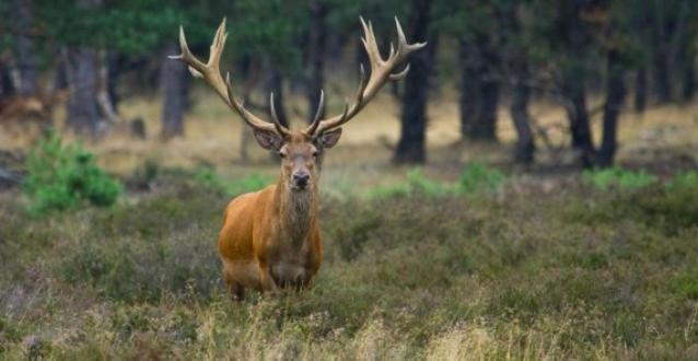 فيلا Reewold Veluwe بوتِنْ المظهر الخارجي الصورة