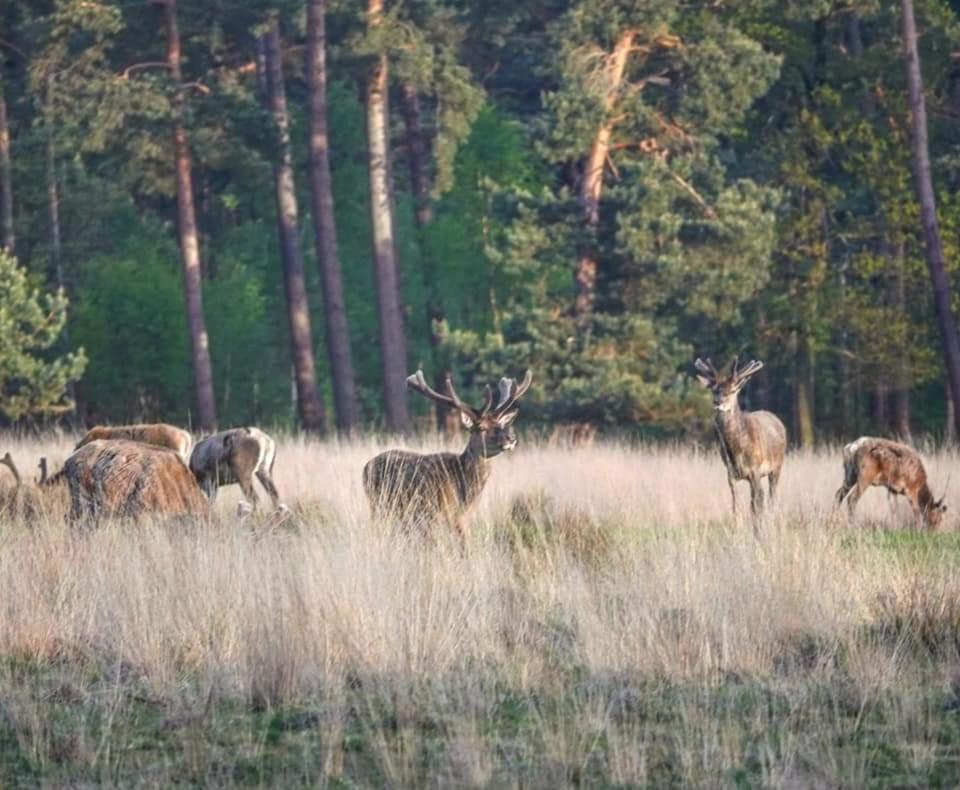 فيلا Reewold Veluwe بوتِنْ المظهر الخارجي الصورة